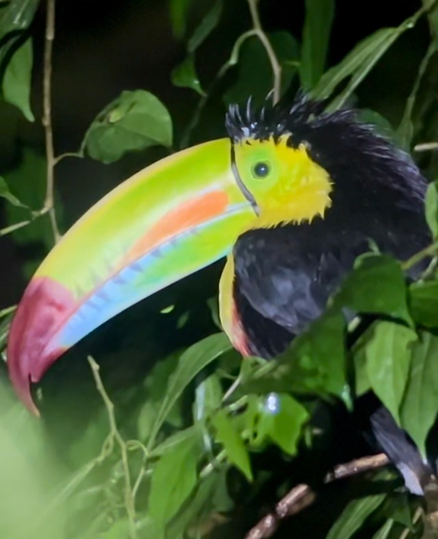 Costa Rica: Pura&nbsp;Vida